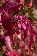 David Plant Photography - Wildlife Photography - Spindle - A