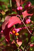 David Plant Photography - Wildlife Photography - Spindle - B