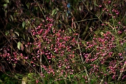 David Plant Photography - Wildlife Photography - Spindle - D
