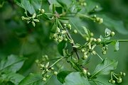 David Plant Photography - Wildlife Photography - Spindle - G