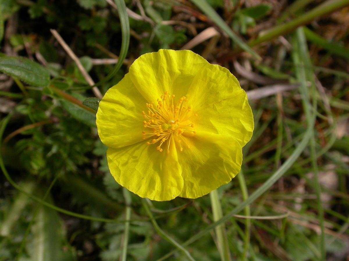 David Plant Photography - Wildlife Photographer - Common rock-rose flower - A.JPG - Common rock-rose flower - Bath