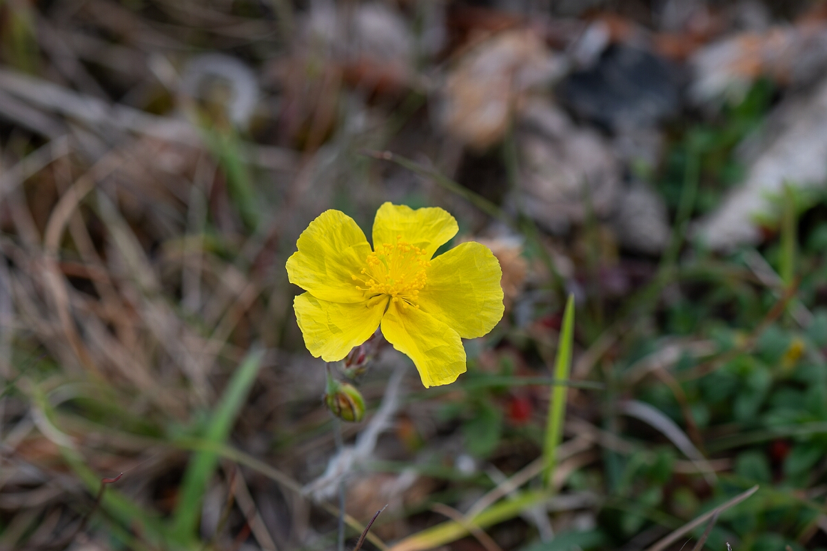 David Plant Photography - Wildlife Photography - Common rock-rose - E.jpg - Common rock-rose, Helianthemum nummularium, flower - Oxfordshire