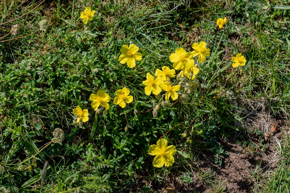David Plant Photography - Wildlife Photography - Common rock-rose - F.jpg - Common rock-rose, Helianthemum nummularium, plant - North Somerset