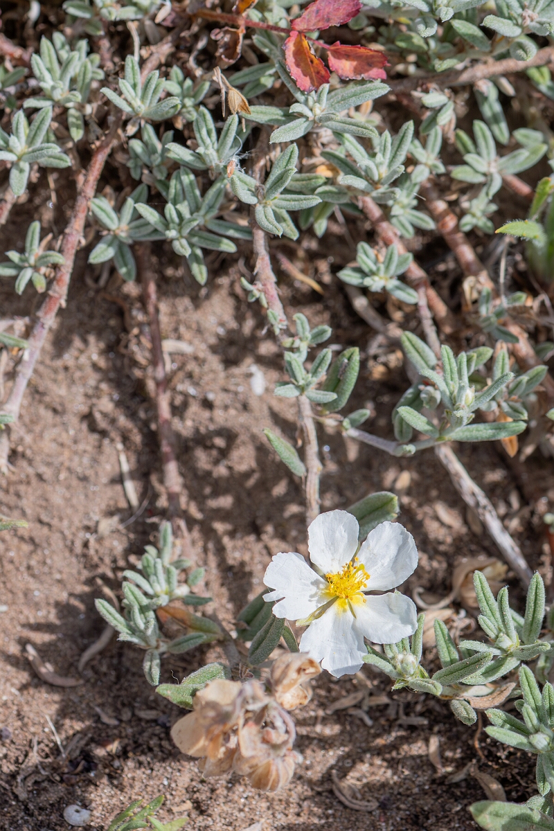 David Plant Photography - Wildlife Photography - White rock-rose - B.jpg - White rock-rose, Helianthemum apenninum, flower - North Somerset
