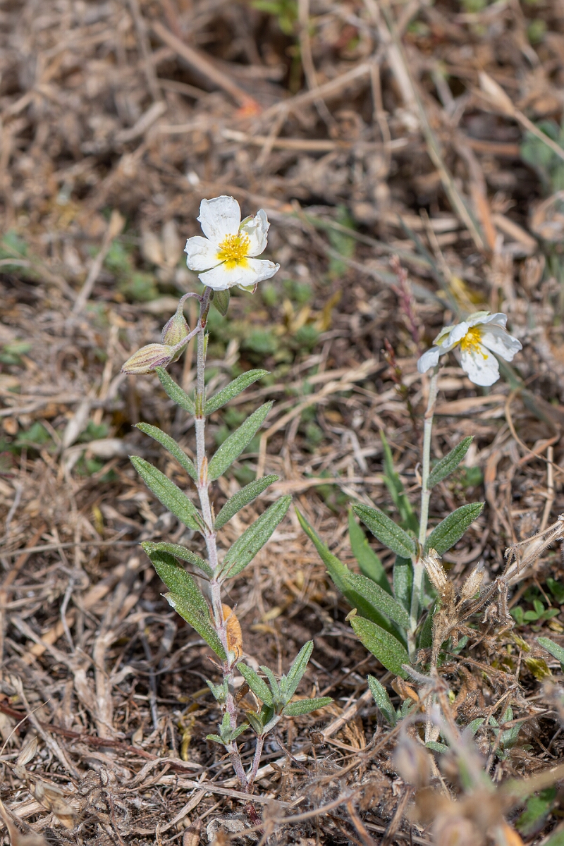 David Plant Photography - Wildlife Photography - White rock-rose - C.jpg - White rock-rose, Helianthemum apenninum, plant - North Somerset