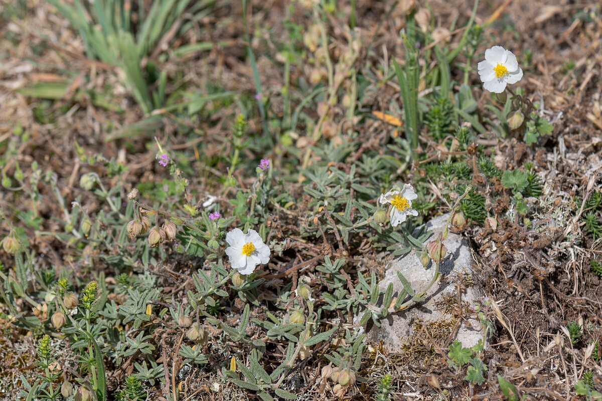 David Plant Photography - Wildlife Photography - White rock-rose - F.jpg - White rock-rose, Helianthemum apenninum, plant - North Somerset