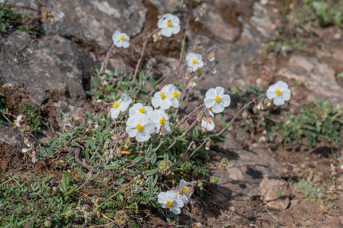 David Plant Photography - Wildlife Photography - White rock-rose - G.jpg - White rock-rose, Helianthemum apenninum, plant - North Somerset