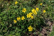 David Plant Photography - Wildlife Photography - Common rock-rose - F
