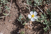 David Plant Photography - Wildlife Photography - White rock-rose - A