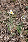 David Plant Photography - Wildlife Photography - White rock-rose - C