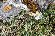 David Plant Photography - Wildlife Photography - White rock-rose - D