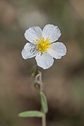 David Plant Photography - Wildlife Photography - White rock-rose - E