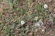 David Plant Photography - Wildlife Photography - White rock-rose - F