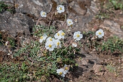 David Plant Photography - Wildlife Photography - White rock-rose - G