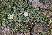 David Plant Photography - Wildlife Photography - White rock-rose - H