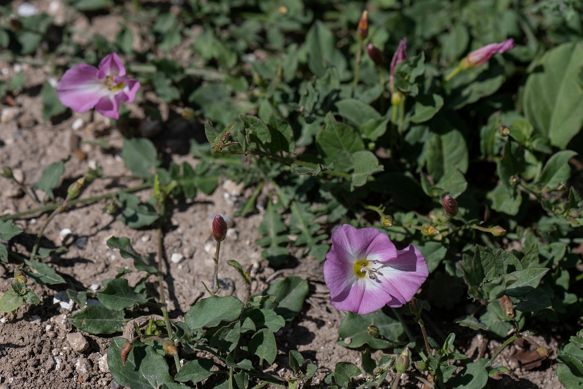 David Plant Photography - Wildlife Photography - Field bindweed - C.JPG - Field bindweed - Kent