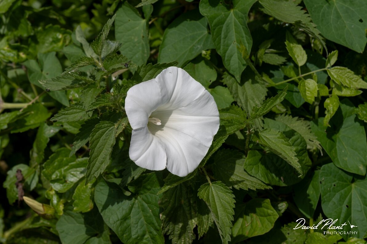 David Plant Photography - Wildlife Photography - Large bindweed - A.jpg - Large bindweed, Calystegia silvatica - Oxfordshire