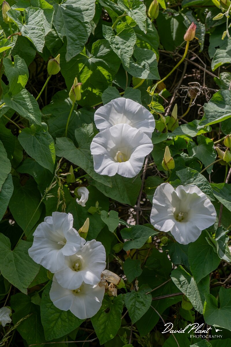 David Plant Photography - Wildlife Photography - Large bindweed - C.jpg - Large bindweed, Calystegia silvatica - Oxfordshire