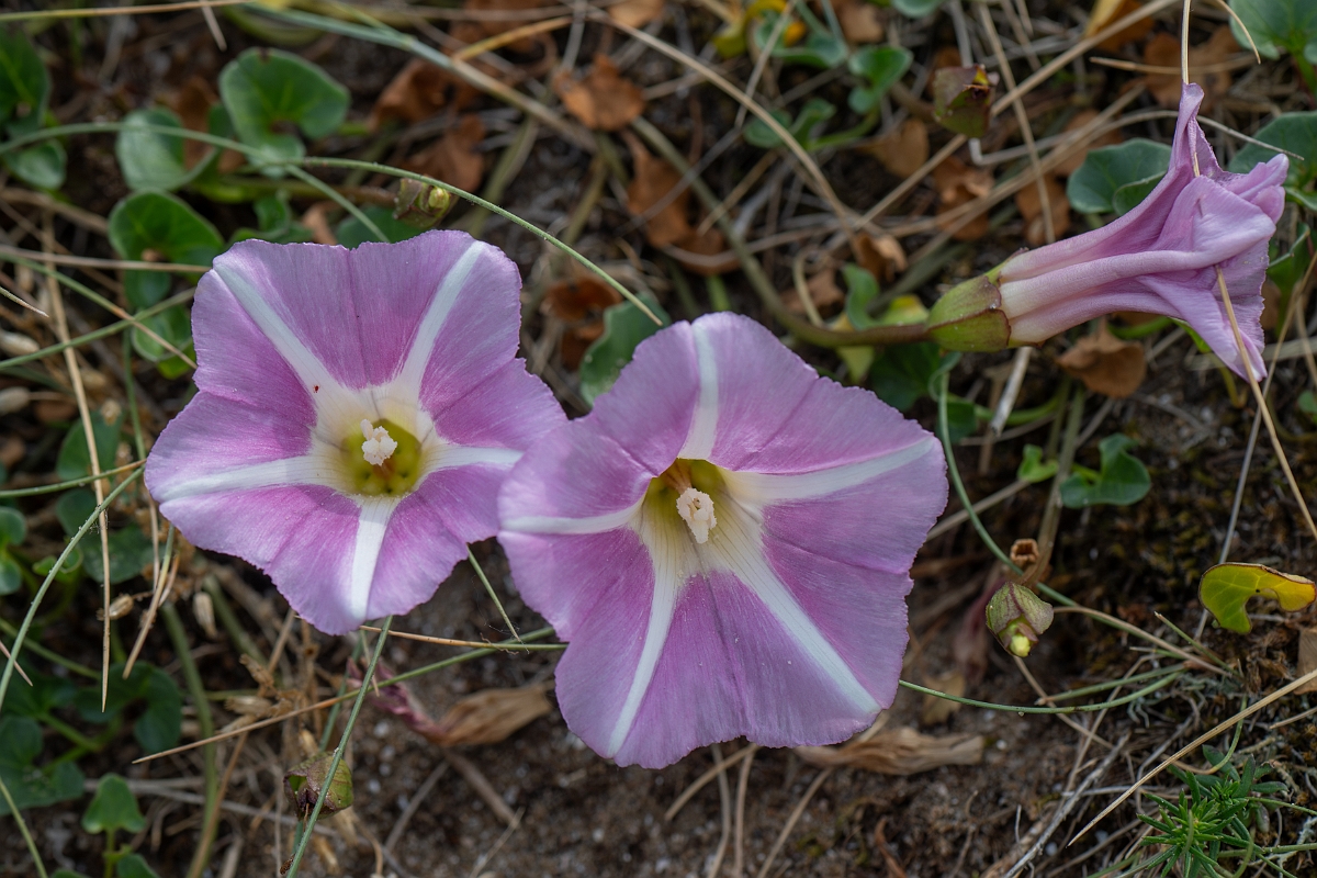 David Plant Photography - Wildlife Photography - Sea bindweed - D.jpg - Sea bindweed - Kent