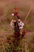David Plant Photography - Wildlife Photography - Dodder - A