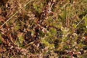 David Plant Photography - Wildlife Photography - Dodder - C
