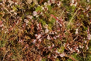 David Plant Photography - Wildlife Photography - Dodder - D
