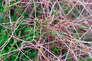 David Plant Photography - Wildlife Photography - Dodder - E