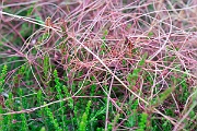 David Plant Photography - Wildlife Photography - Dodder - F