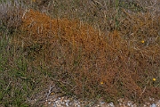 David Plant Photography - Wildlife Photography - Dodder - G