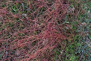 David Plant Photography - Wildlife Photography - Dodder - H