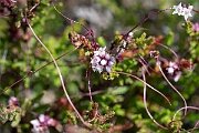 David Plant Photography - Wildlife Photography - Dodder - J