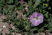 David Plant Photography - Wildlife Photography - Field bindweed - D