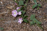 David Plant Photography - Wildlife Photography - Field bindweed - E