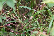 David Plant Photography - Wildlife Photography - Greater dodder - A
