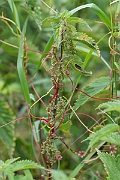 David Plant Photography - Wildlife Photography - Greater dodder - B