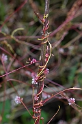 David Plant Photography - Wildlife Photography - Greater dodder - C