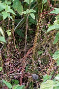 David Plant Photography - Wildlife Photography - Greater dodder - D