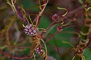 David Plant Photography - Wildlife Photography - Greater dodder - F