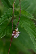 David Plant Photography - Wildlife Photography - Greater dodder - H