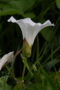David Plant Photography - Wildlife Photography - Hedge bindweed - A
