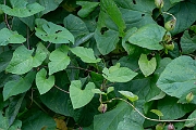 David Plant Photography - Wildlife Photography - Hedge bindweed - L