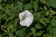 David Plant Photography - Wildlife Photography - Large bindweed - A