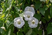 David Plant Photography - Wildlife Photography - Large bindweed - B
