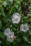 David Plant Photography - Wildlife Photography - Large bindweed - C
