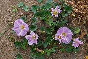 David Plant Photography - Wildlife Photography - Sea bindweed - C