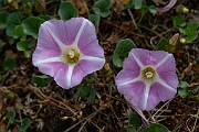 David Plant Photography - Wildlife Photography - Sea bindweed - F
