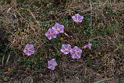 David Plant Photography - Wildlife Photography - Sea bindweed - G