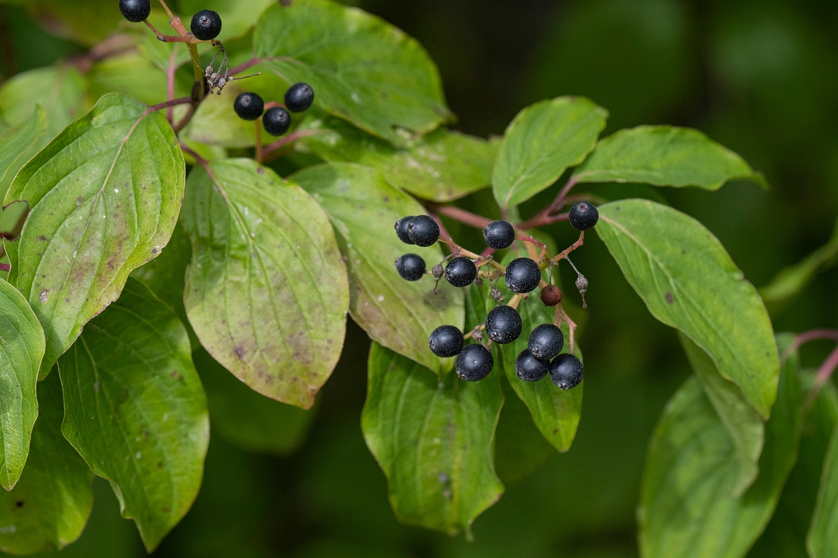 David Plant Photography - Wildlife Photography - Dogwood - A.JPG - Dogwood - Cotswolds