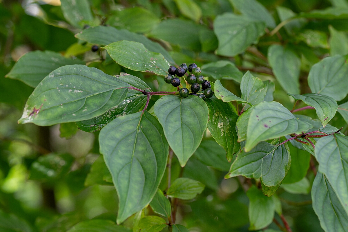 David Plant Photography - Wildlife Photography - Dogwood - E.jpg - Dogwood - Cotswolds