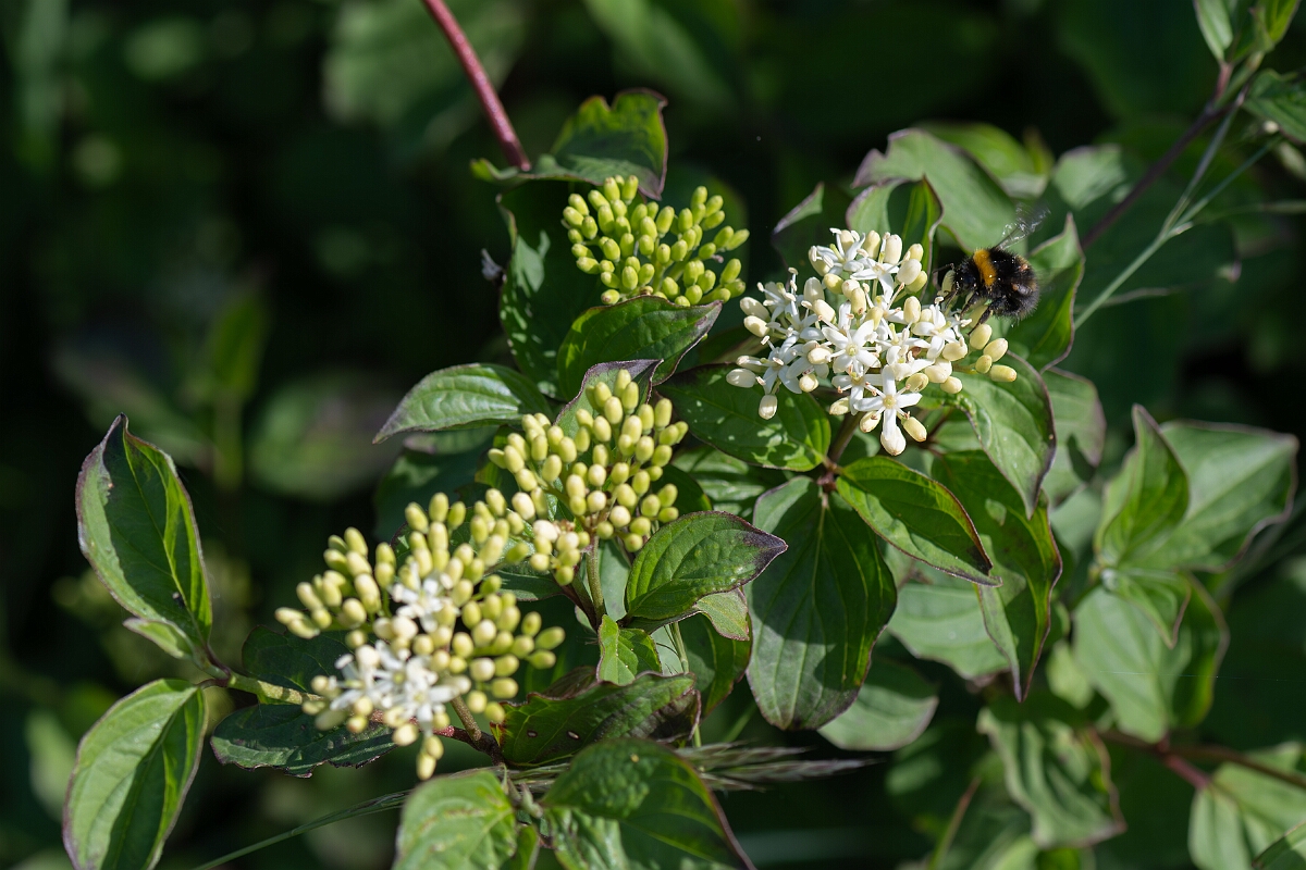 David Plant Photography - Wildlife Photography - Dogwood - H.jpg - Dogwood, Cornus sanguinea, flowers - Hampshire